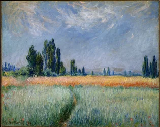 Champ de blé